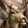 Special and vintage trophy head of an American Mule deer