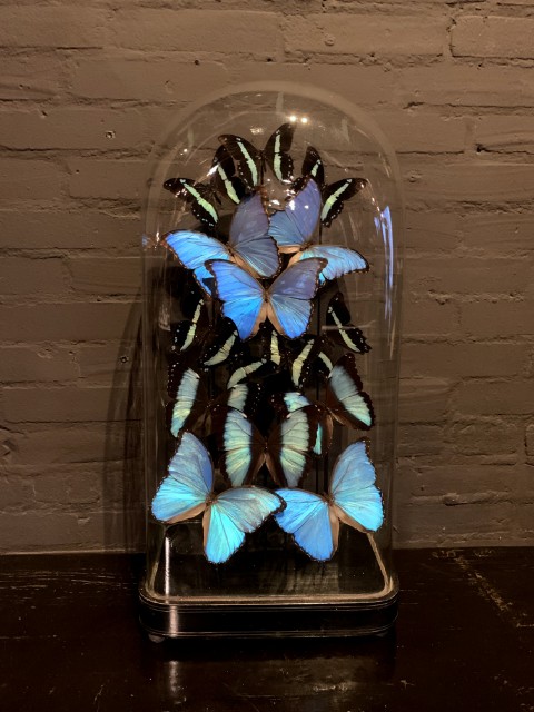 Special antique bell jar filled with blue butterflies