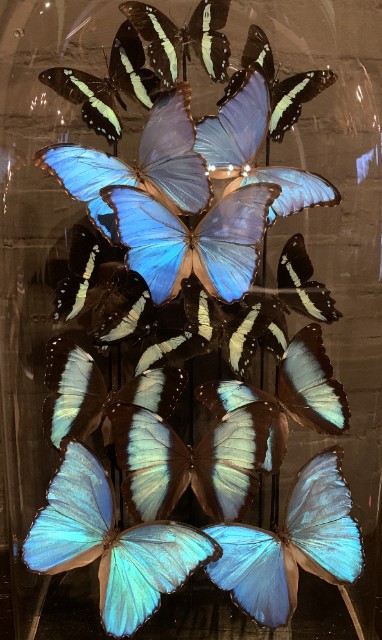 Bijzondere antieke stolp gevuld met blauwe vlinders