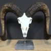 Special, capital skull of a moeflon ram