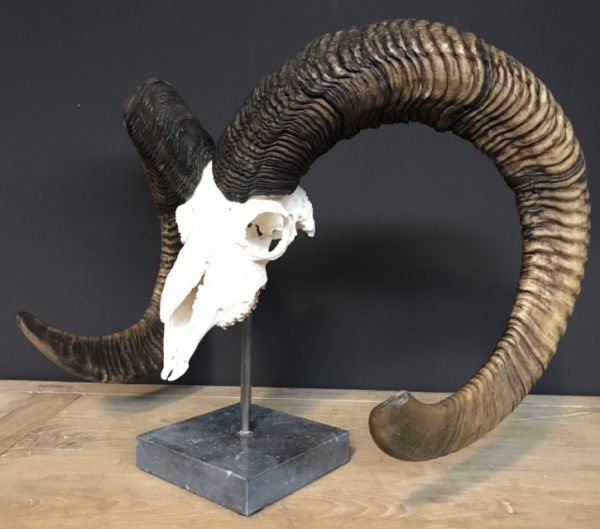 Special, capital skull of a moeflon ram