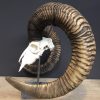 Special, capital skull of a moeflon ram