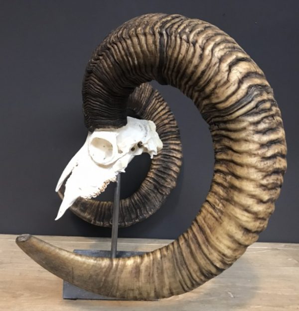 Special, capital skull of a moeflon ram