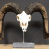 Special, capital skull of a moeflon ram