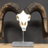 Special, capital skull of a moeflon ram