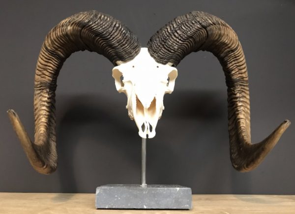 Special, capital skull of a moeflon ram