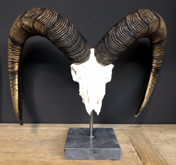 Special, capital skull of a moeflon ram