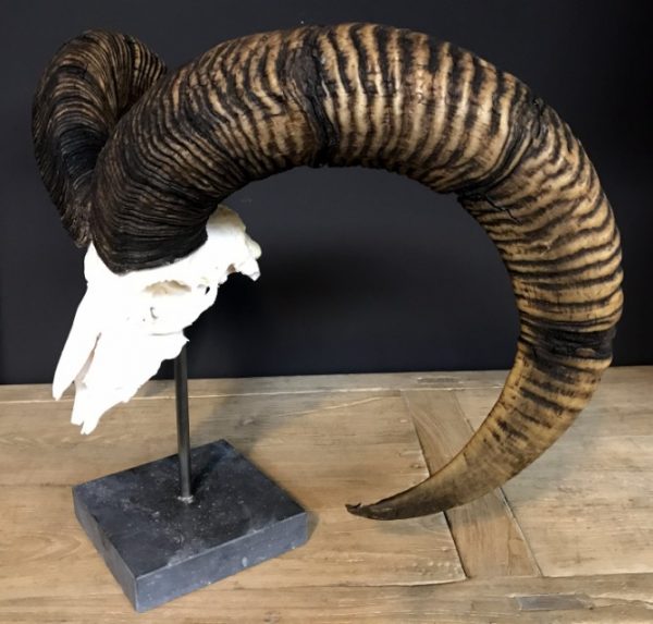 Special, capital skull of a moeflon ram