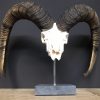 Special, capital skull of a moeflon ram