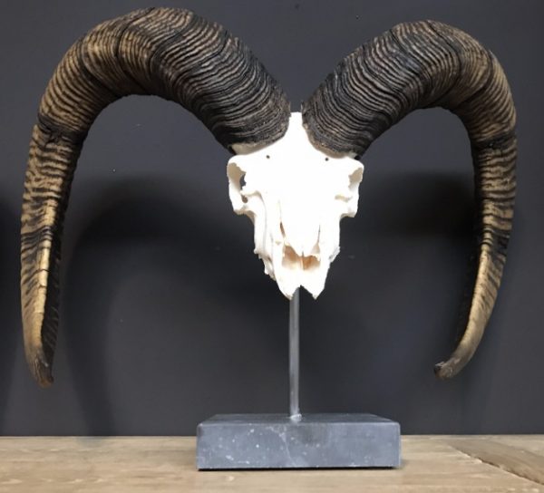 Special, capital skull of a moeflon ram