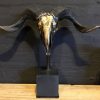 Special high-grade metallized (dark gold) skull of a Tibetan ram