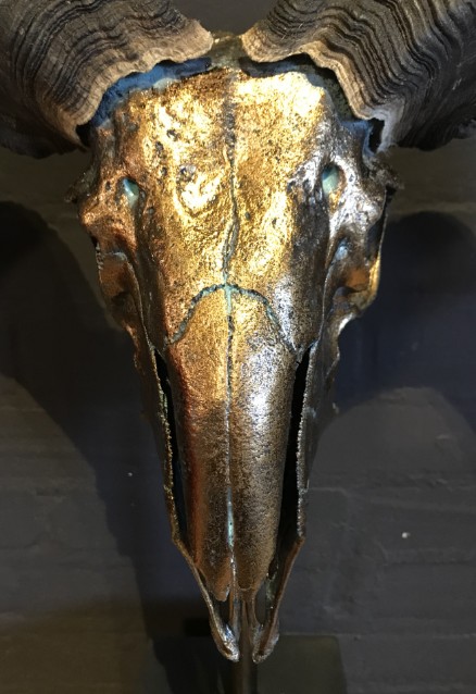 Bijzondere hoogwaardige gemetalliseerde (donker goud) schedel van een Tibetaanse ram