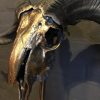 Special high-grade metallized (dark gold) skull of a Tibetan ram