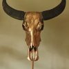 Special high-quality metallized (gold) skull of a water buffalo