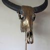 Special high-quality metallized skull of a water buffalo