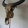 Special high-quality metallized skull of a water buffalo