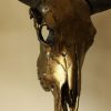 Special high-grade metallized (tin) skull of a water buffalo