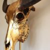 Special high-quality metallized (gold) skull of a water buffalo