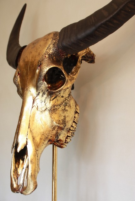 Special high-quality metallized (gold) skull of a water buffalo