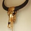 Bijzondere hoogwaardige gemetalliseerde (goud) schedel van een waterbuffel