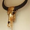 Special high-quality metallized (gold) skull of a water buffalo