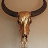 Special high-quality metallized (gold) skull of a water buffalo