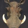 Hunting trophy of a blue wildebeest