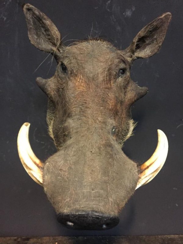 Special Hunting Trophy of a warthog