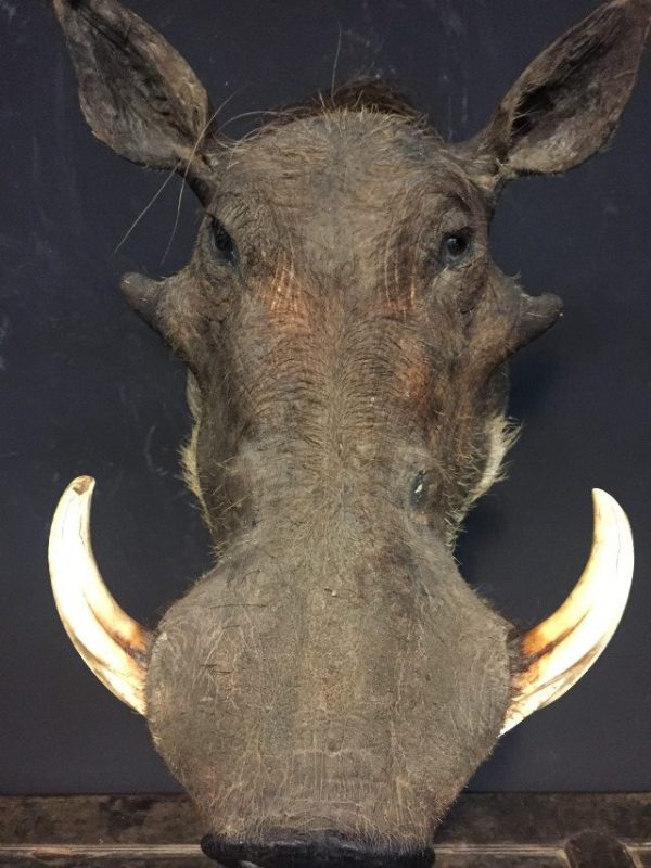 Special Hunting Trophy of a warthog