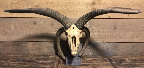 Special old skull of a Jacobs sheep