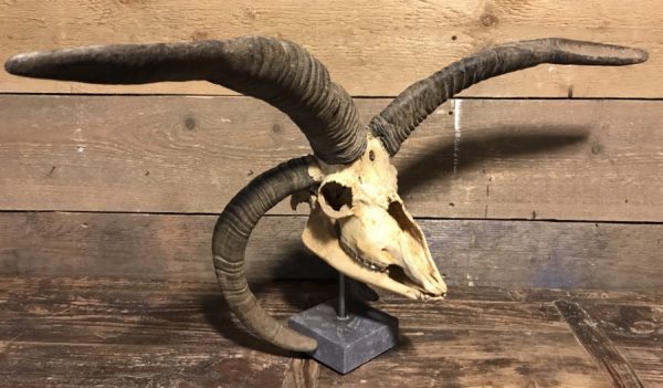 Bijzondere oude schedel van een Jacobschaap