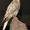 Special stuffed gyrfalcon.