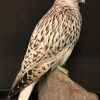 Special stuffed gyrfalcon.