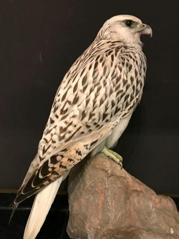 Special stuffed gyrfalcon.