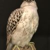 Special stuffed gyrfalcon.