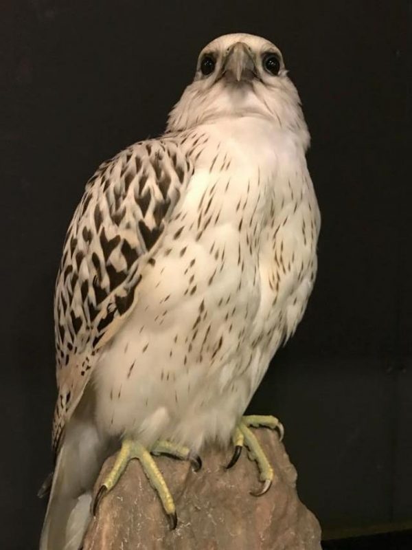 Special stuffed gyrfalcon.