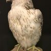 Special stuffed gyrfalcon.