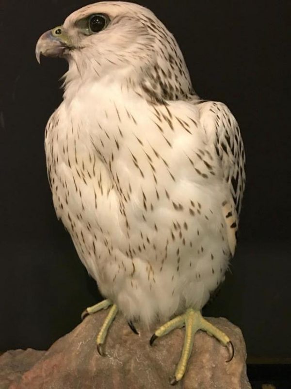 Special stuffed gyrfalcon.