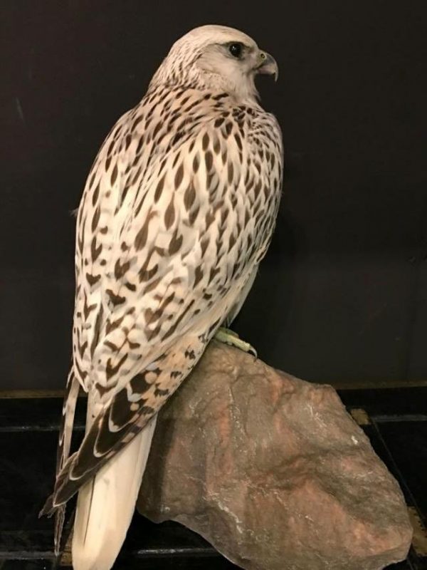 Special stuffed gyrfalcon.