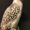 Special stuffed gyrfalcon.