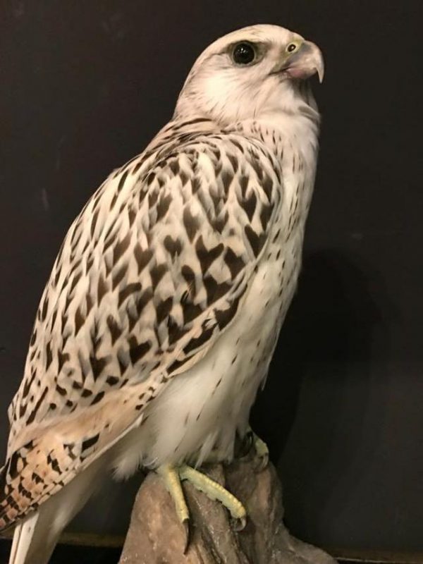 Special stuffed gyrfalcon.