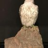 Special stuffed gyrfalcon.