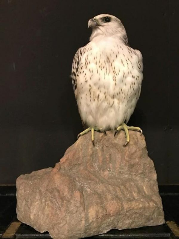 Special stuffed gyrfalcon.