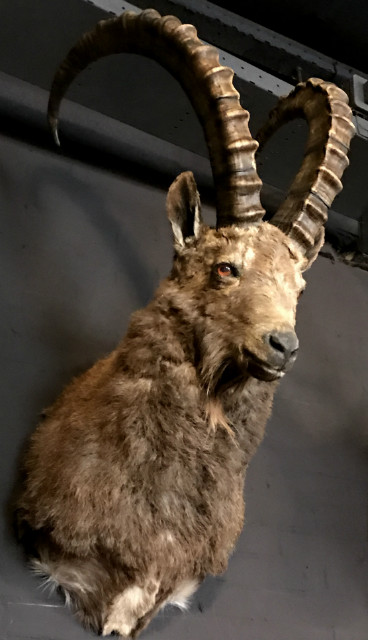 Special stuffed head of a capital ibex