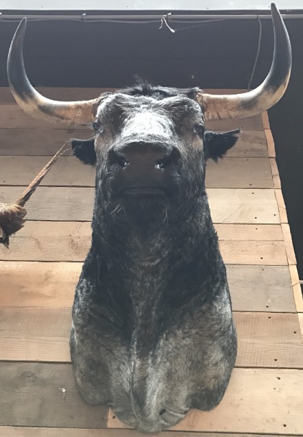 Special stuffed head of a huge bull