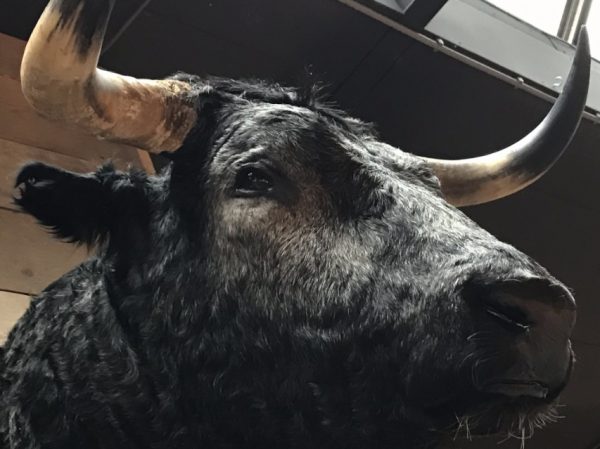 Special stuffed head of a huge bull