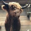 Special stuffed head of a Scottish Highlander