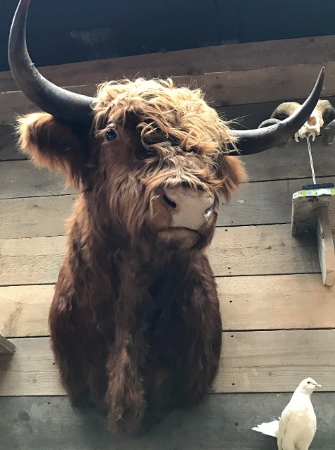 Bijzondere opgezette kop van een Schotse Hooglander.