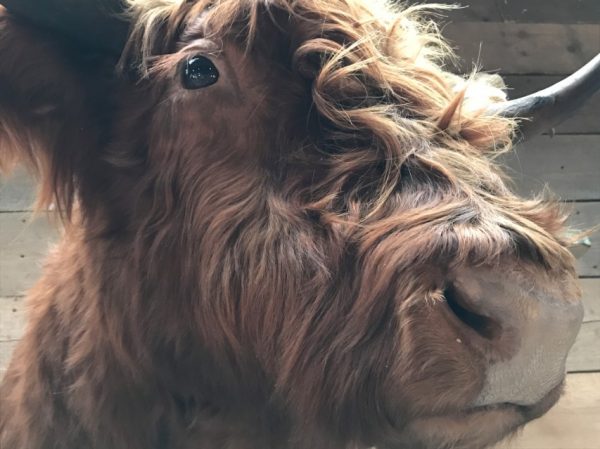 Special stuffed head of a Scottish Highlander