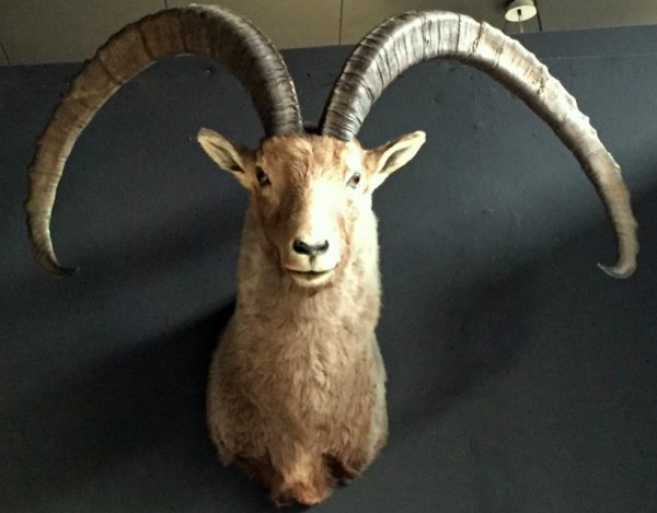 Special stuffed head of a very old Capricorn with huge horns